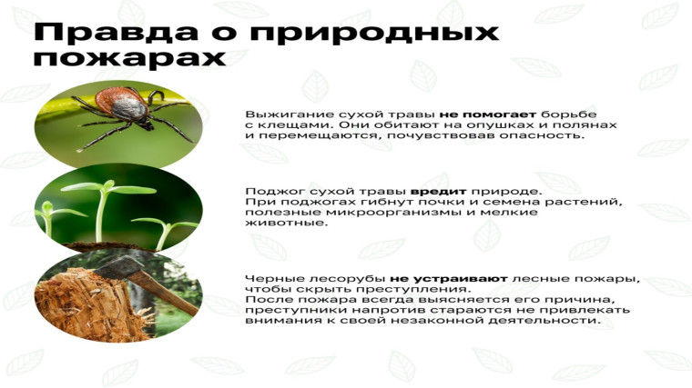 Природные пожары. Безопасность начинается с тебя!.